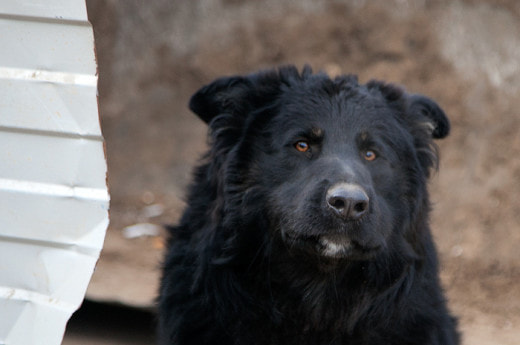 Комитет по АПК Заксобрания Нижегородской области одобрил законопроект о безнадзорных животных на территории региона