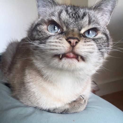 Зловещая кошка-вампир стала новой звездой интернета