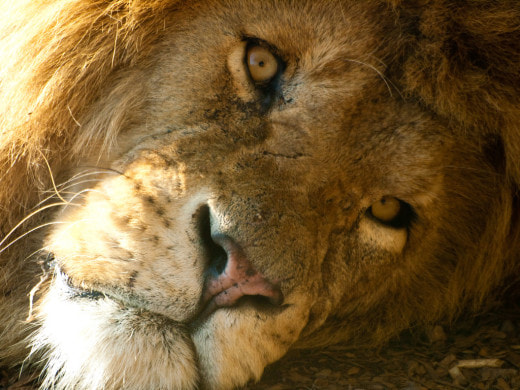 Туристы в Африке спасли льва от браконьеров