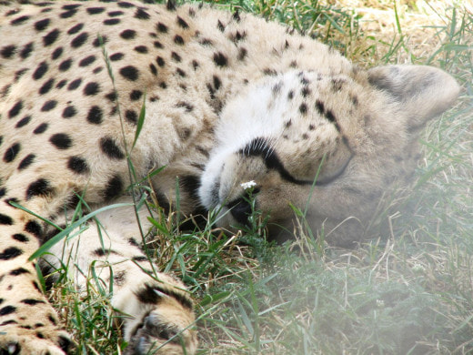 WWF: леопардов стало больше