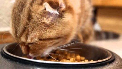 Ученые объяснили, почему кошки часто отказываются от еды