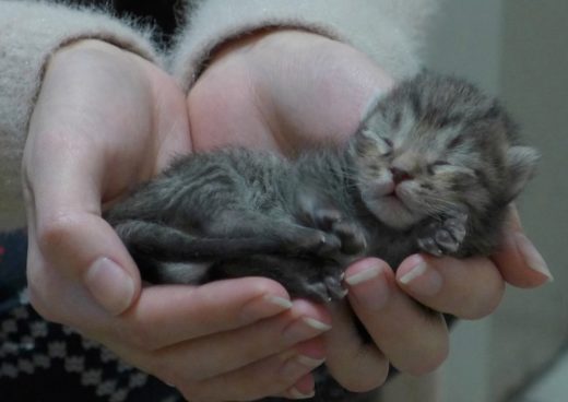 Жители Марфина спасли кошку с новорожденными котятами от холодов