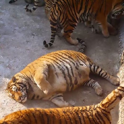 Амурские тигры в китайском зоопарке сильно растолстели