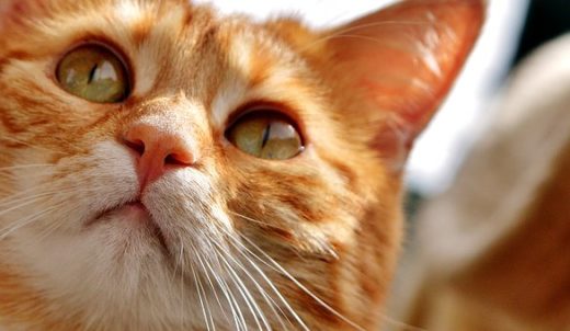 Ученые выяснили, почему кошки остаются независимы от человека