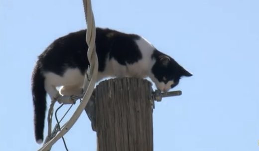 Телеканал США полтора часа показывал застрявшую на столбе кошку