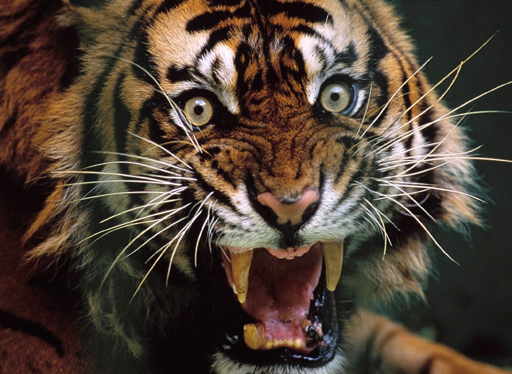 В Индии поймали тигра-людоеда