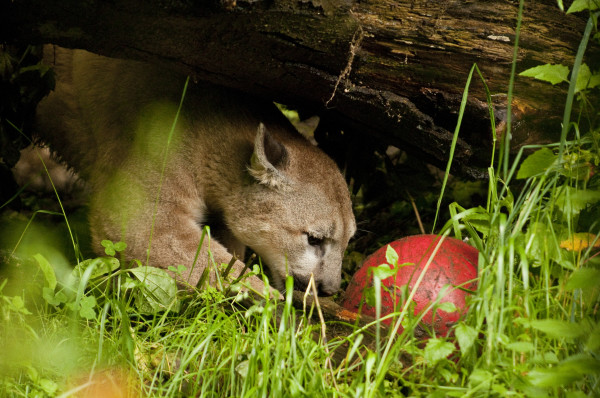 Орегонский зоопарк: новая игрушка для кугуаров