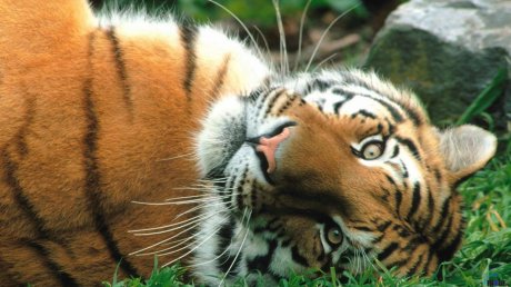 Пензенской тигрице привезут «друга» из челябинского зоопарка