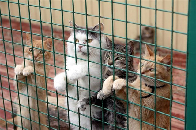 Общественность Эстонии обеспокоена массовой гибелью кошек в Таллинском приюте для бездомных животных