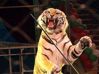 В Испании разъяренный тигр напал на дрессировщика во время представления