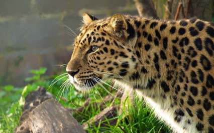 В Московском зоопарке появится редкий дальневосточный леопард
