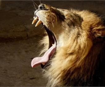 В зоопарке Далласа лев загрыз насмерть львицу